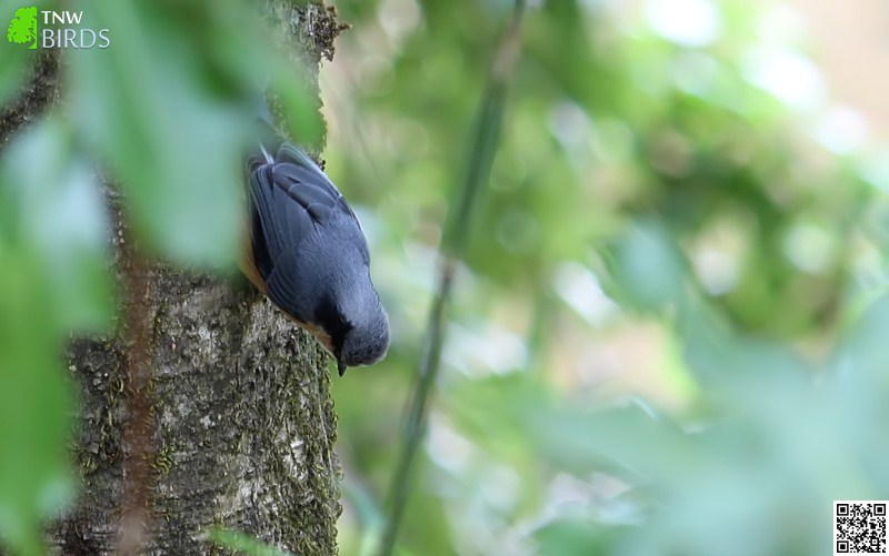 White-tailed Nuthatch